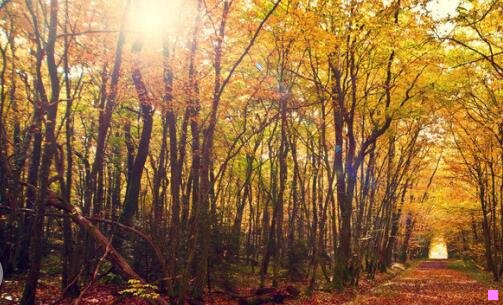 二三凤桥肉庄价目表