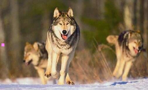 三欧莱雅胶束水怎么使用