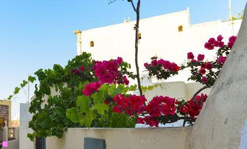 三苍老师是什么老师