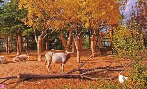 三用莫比乌斯环做创意手工