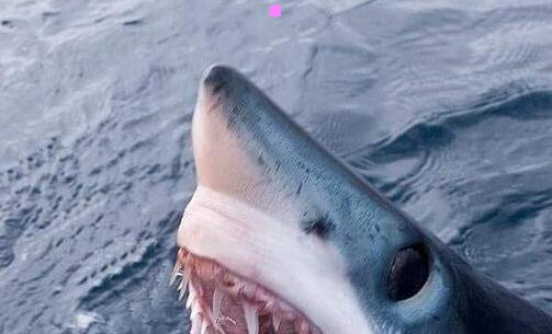 三有一点动心txt下载