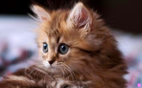 二奔驰66万的事