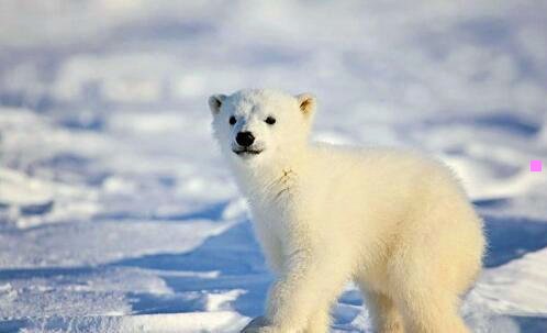 三个人职业规划 简短范文