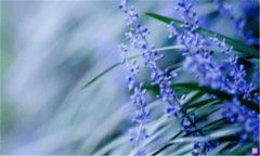 水晶灯客厅吊灯-客厅水晶吊灯价格及图片