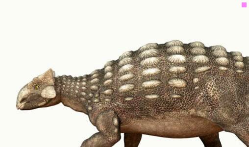 二室内拍花束怎么拍好看