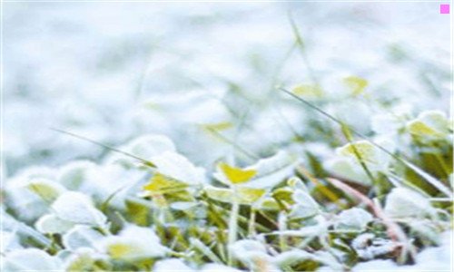 三乔戈里峰的尸骨