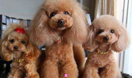 二手工做芭比娃娃怎么做