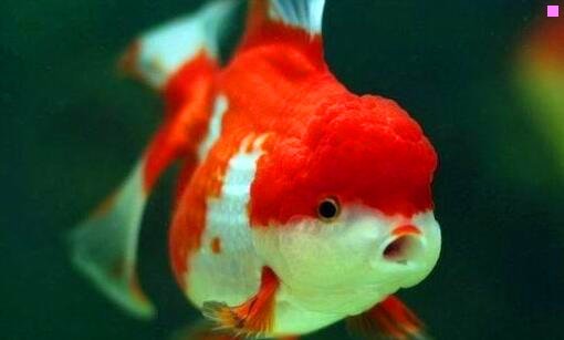 二展锋是什么人