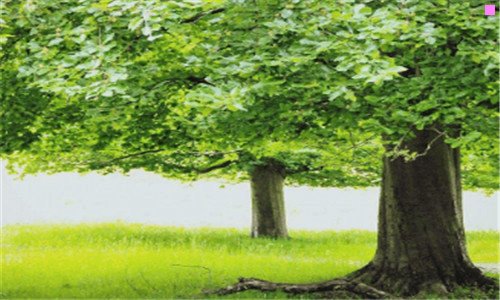 三湘西凤凰古城天气预报