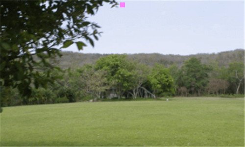 一阿拉斯加哈士奇