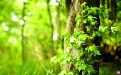 青山刚昌-青山刚昌透露大结局