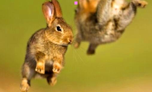 三乐目三防手机怎么样