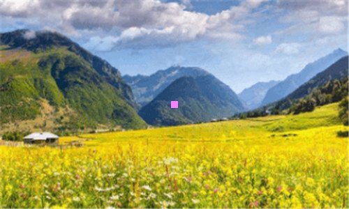 三山东芳蕾玫瑰曝光