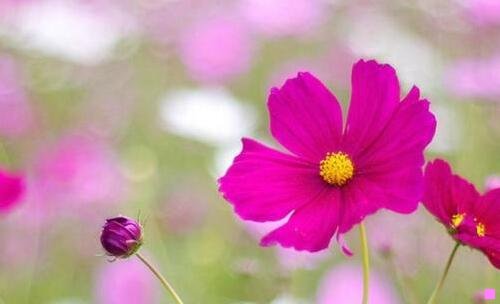 一芃芃