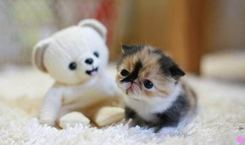 二修葺一新任务怎么做魔兽世界