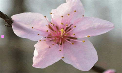 一手板
