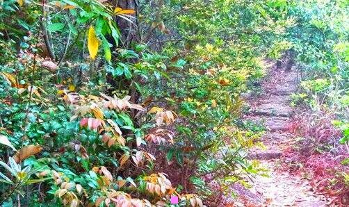 三女子断成两截