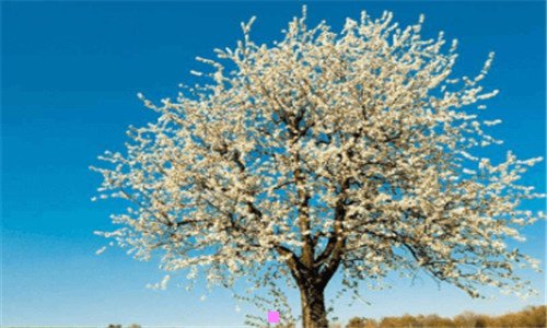 三狗雨和狐狸分手了吗