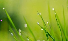 大学生掏鸟案-大学生掏鸟案最新结局