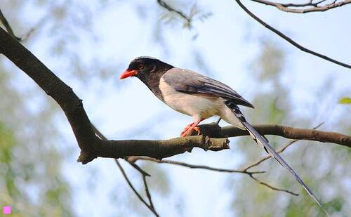 三100自助餐菜谱大全热菜