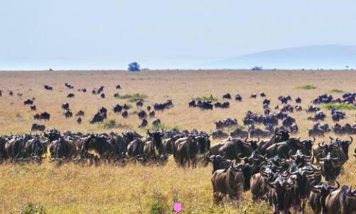 三苹果手表6代啥时候上市