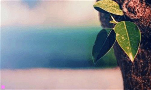 一上海崇明岛旅游攻略