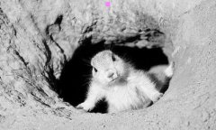 龙珠合体-悟空贝吉塔合体姿势分解图