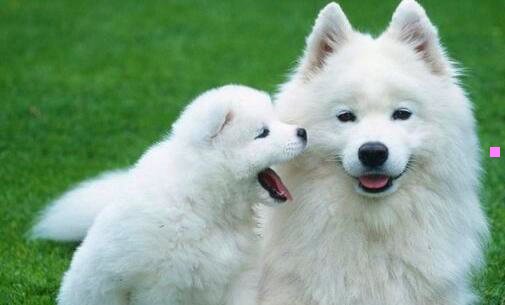 一澳大利亚原住民