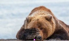 白日放歌须纵酒-白首放歌须纵酒版本