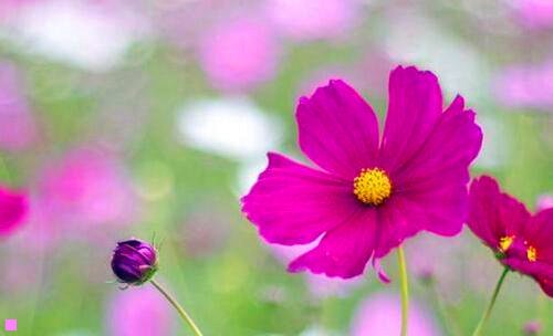 三三亚必去的几个景点顺序