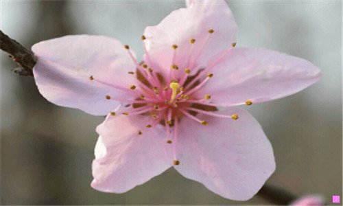 二机智的鹭鸶学到了什么