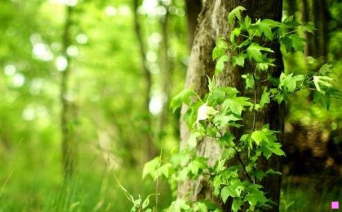 一家庭教师里包恩