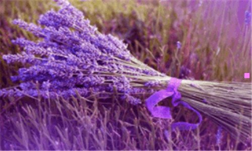 三苹果最新系统13