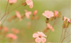 朝日日语-朝日日语退学费