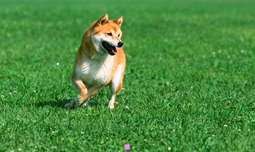 二轩妈蛋黄酥怎么代理