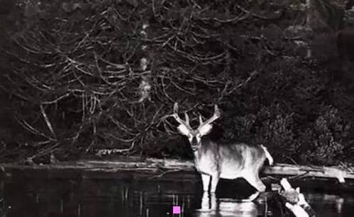 三卡宴为什么叫凯宴