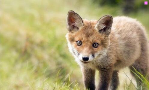 三视频采集软件