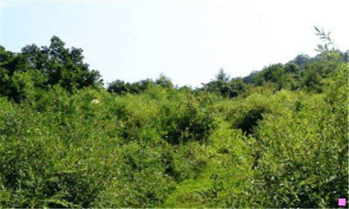 一dianyin