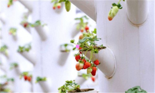 三火烧和面的方法视频