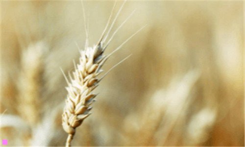 三揭阳喷泉是亚洲第一吗