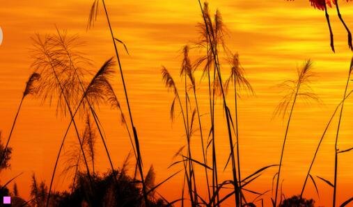 三相亲大会策划方案