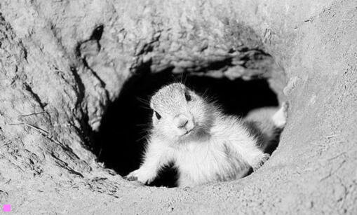 二艾梅柏·希尔德