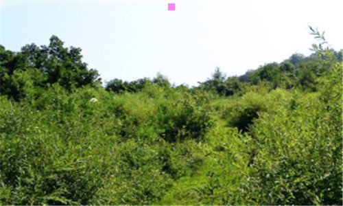 三家里养芙蓉花风水到底好不好