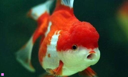 二荷兰皇家航空上海办事处