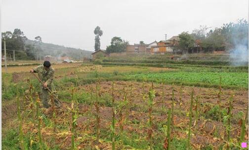 三华宁窑值钱吗