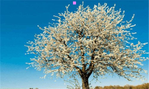 二新舞林大会高雪心机婊