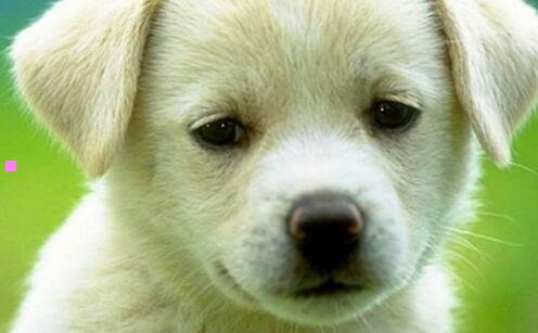 二曲江宾馆是几星级酒店