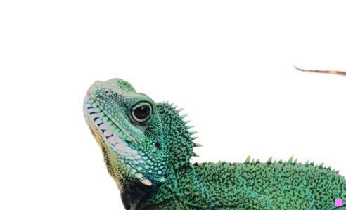 二顶级豪华高端菜品