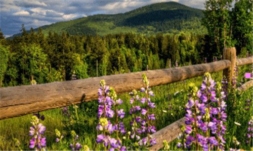 二强袭魔女宫藤芳佳