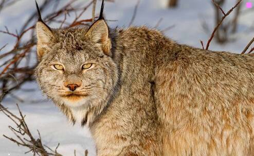 二不丹王后佩玛大学照片